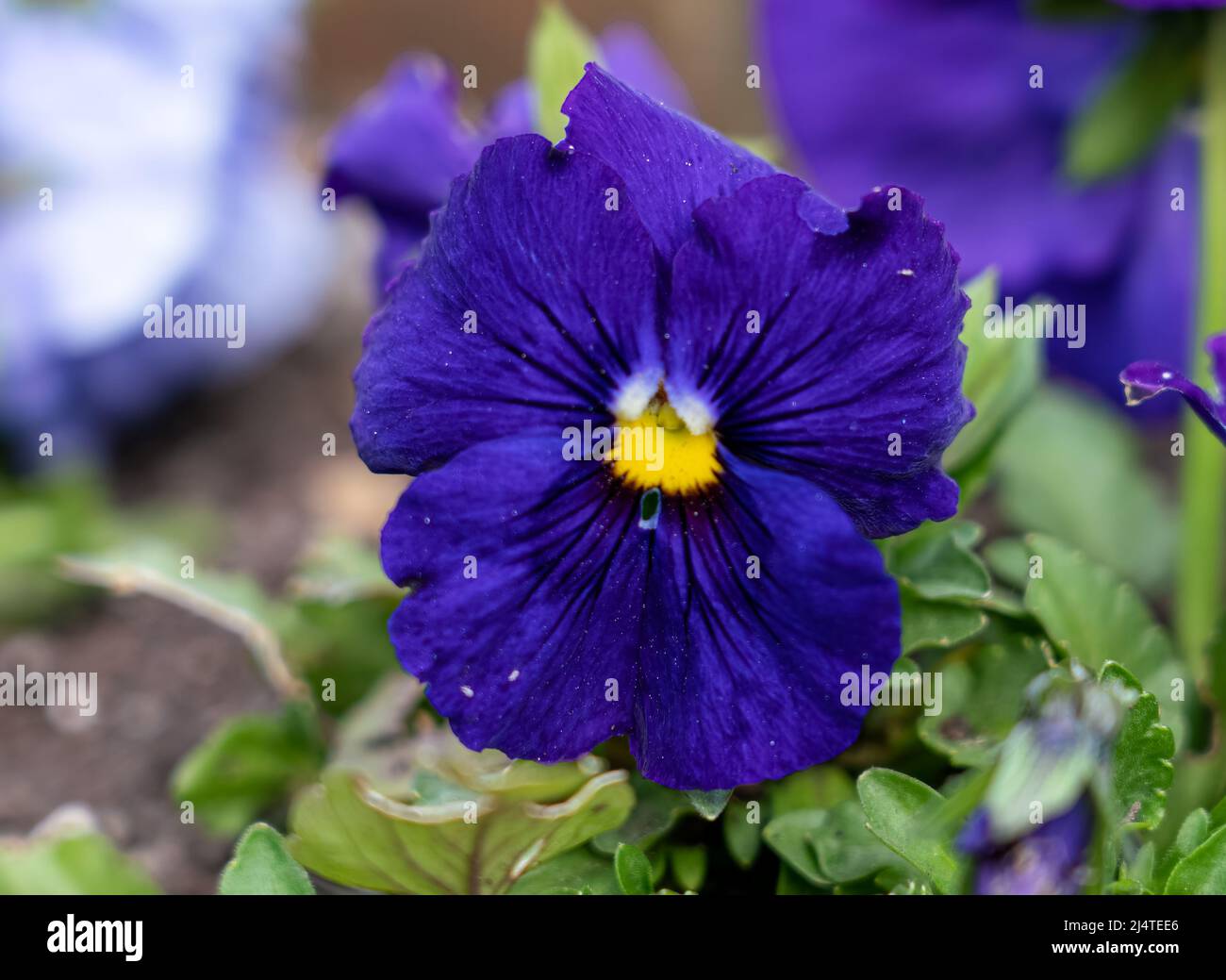 close up of a beautiful spring flowering blue Pansies (Viola tricolor var. hortensis) Stock Photo