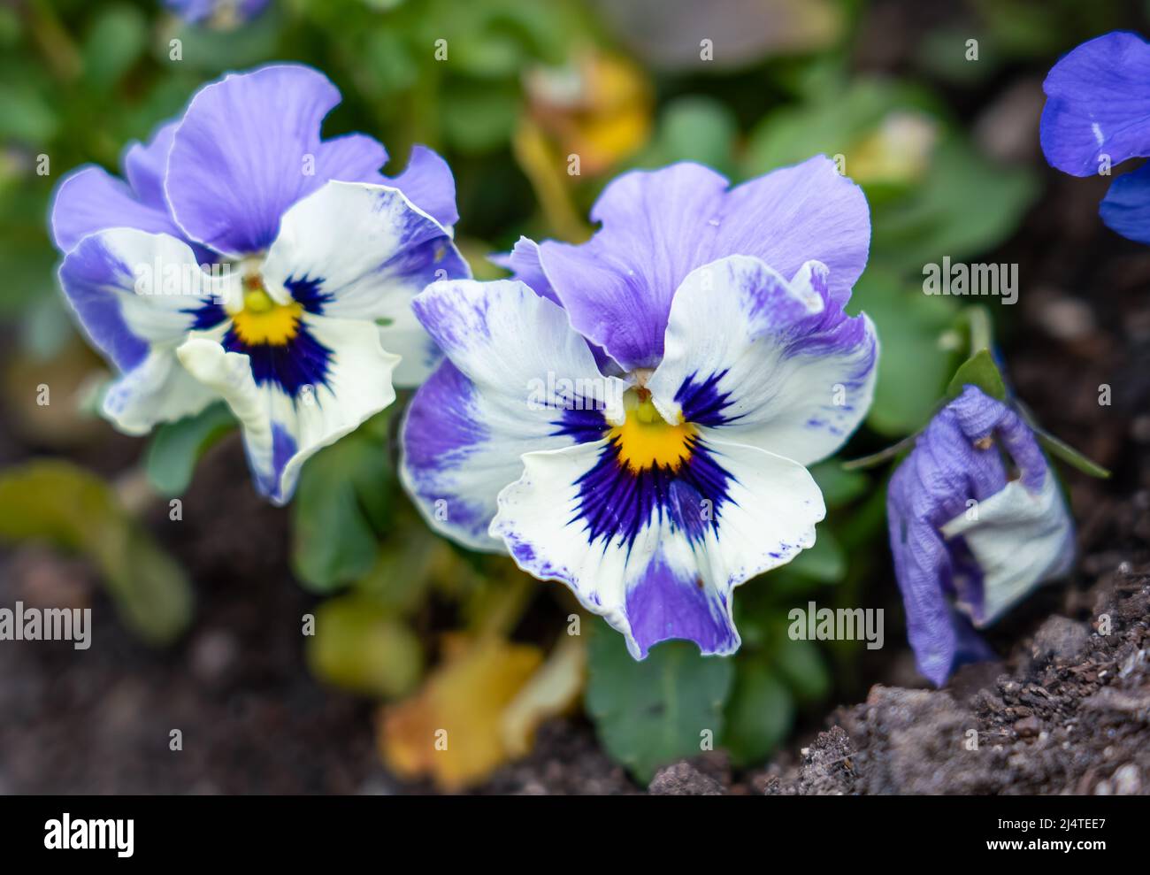 close up of a beautiful spring flowering whiote and mauve Pansies (Viola tricolor var. hortensis) Stock Photo