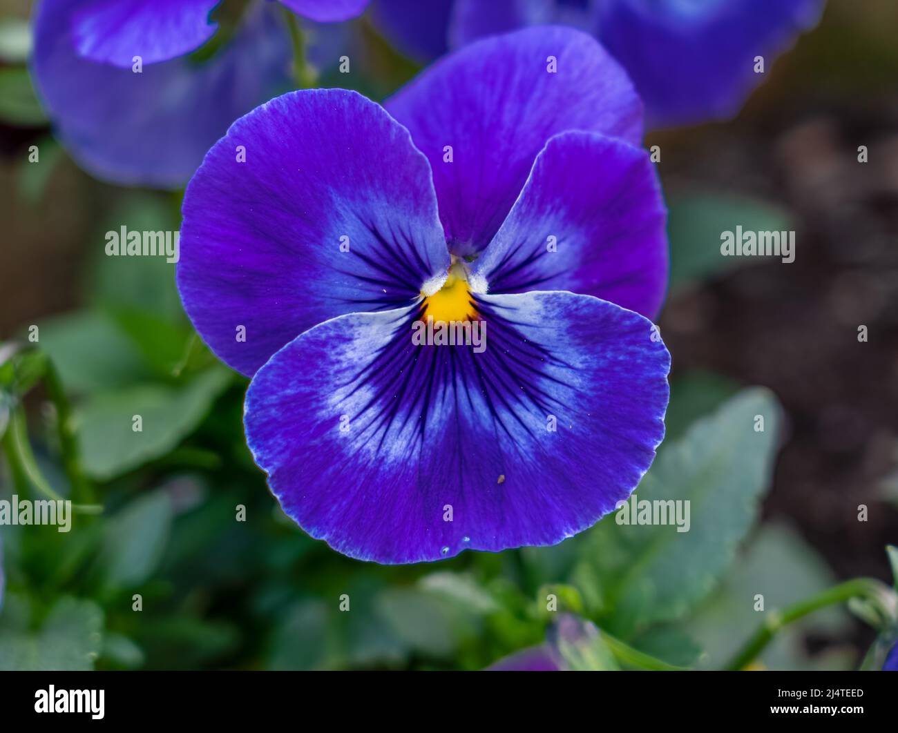 close up of a beautiful spring flowering purple white Pansies (Viola tricolor var. hortensis) Stock Photo