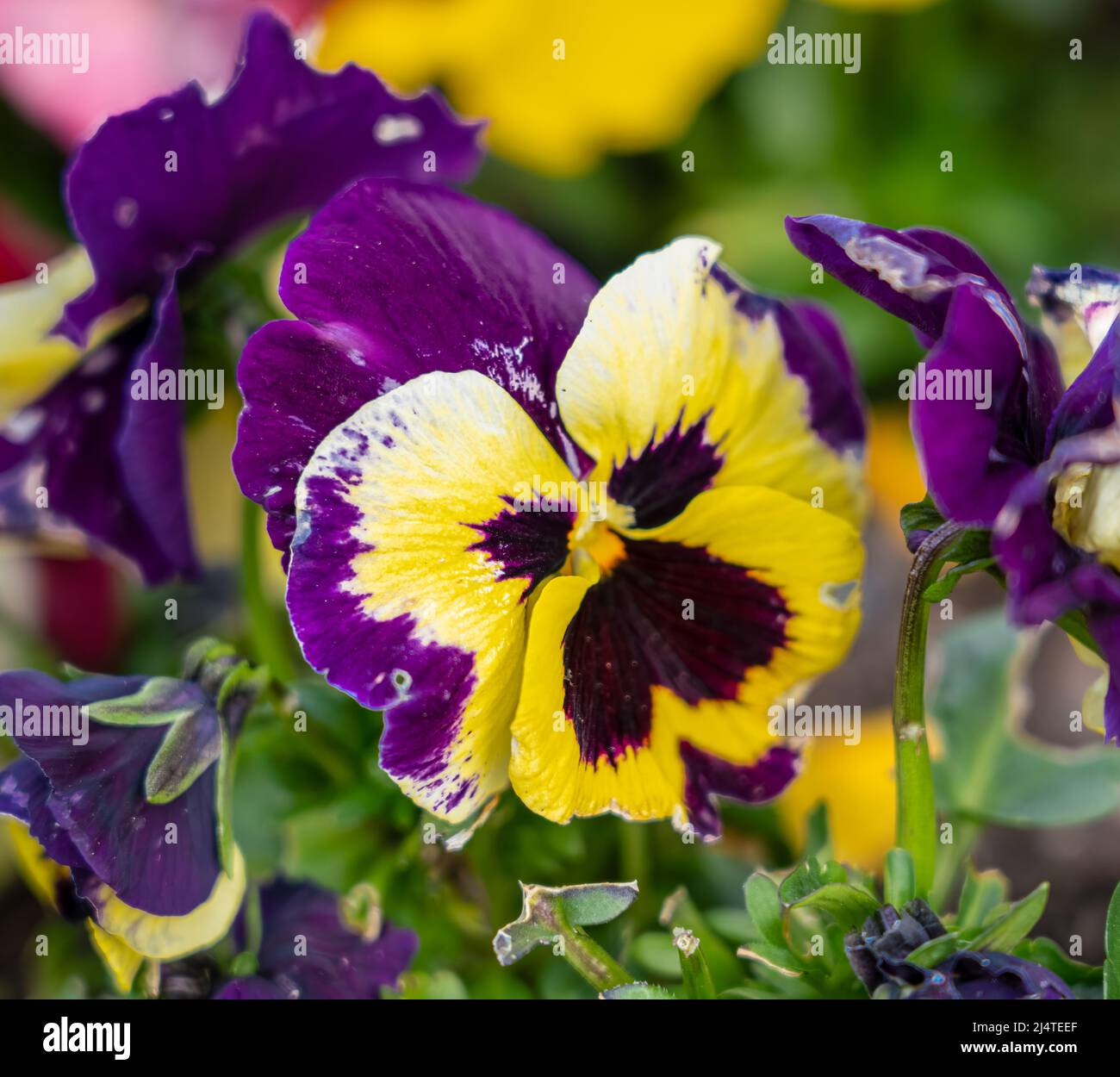 close up of a beautiful spring flowering yellow Pansies (Viola tricolor var. hortensis) Stock Photo