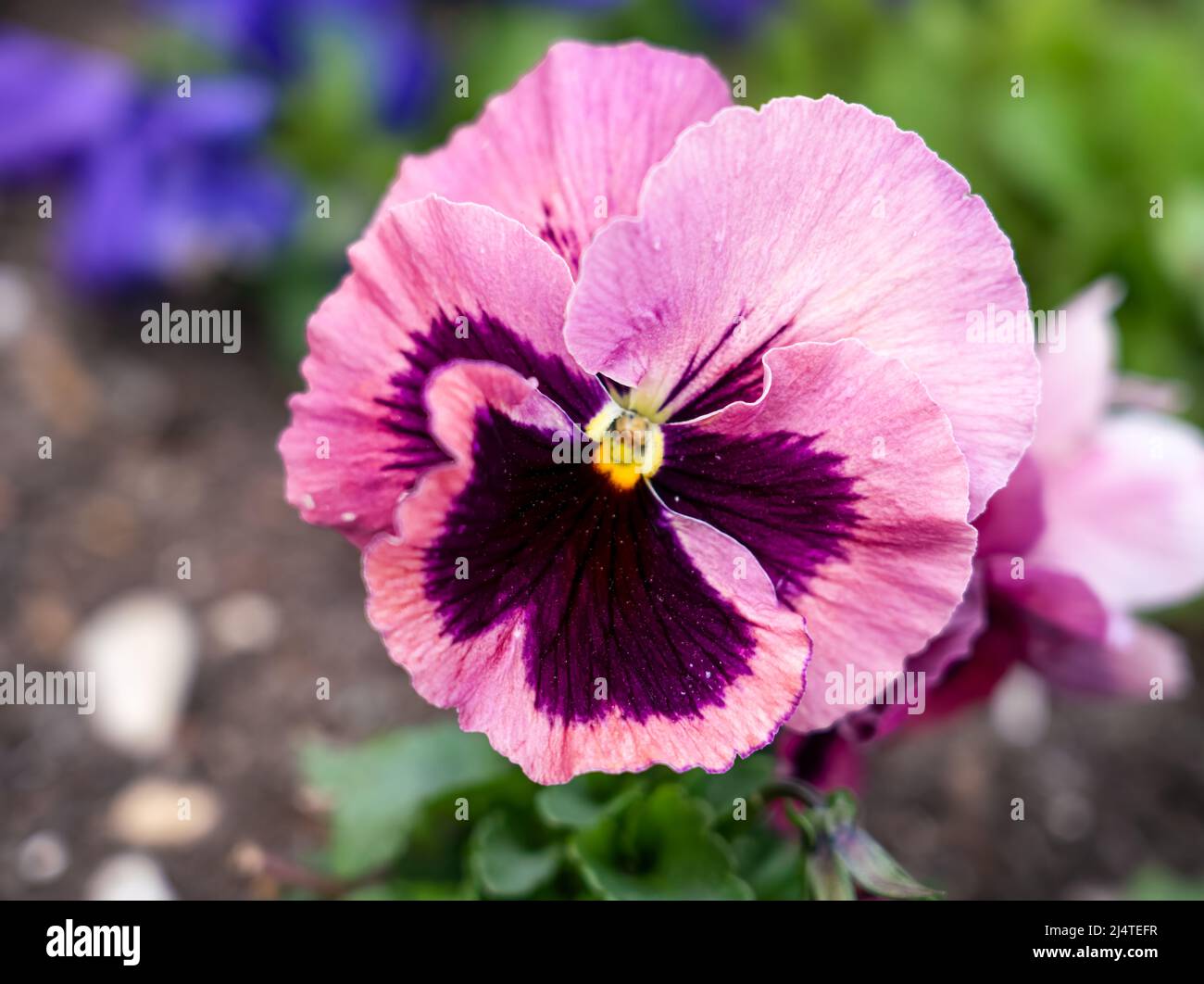 close up of a beautiful spring flowering pink Pansies (Viola tricolor var. hortensis) Stock Photo