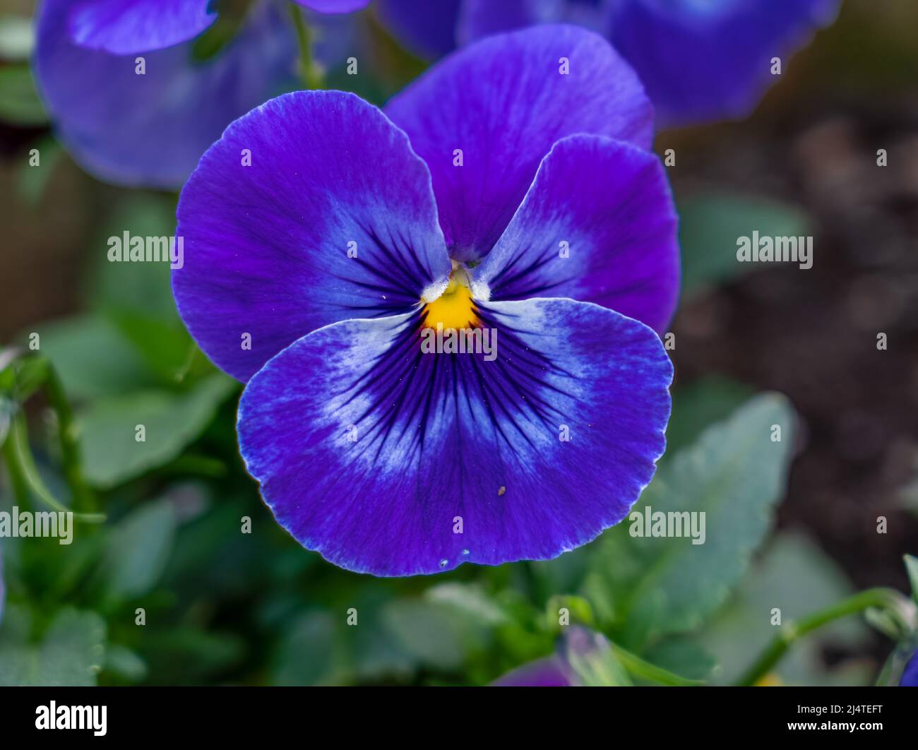 close up of a beautiful spring flowering blue Pansies (Viola tricolor var. hortensis) Stock Photo