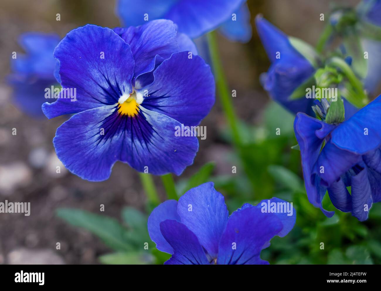close up of a beautiful spring flowering blue Pansies (Viola tricolor var. hortensis) Stock Photo