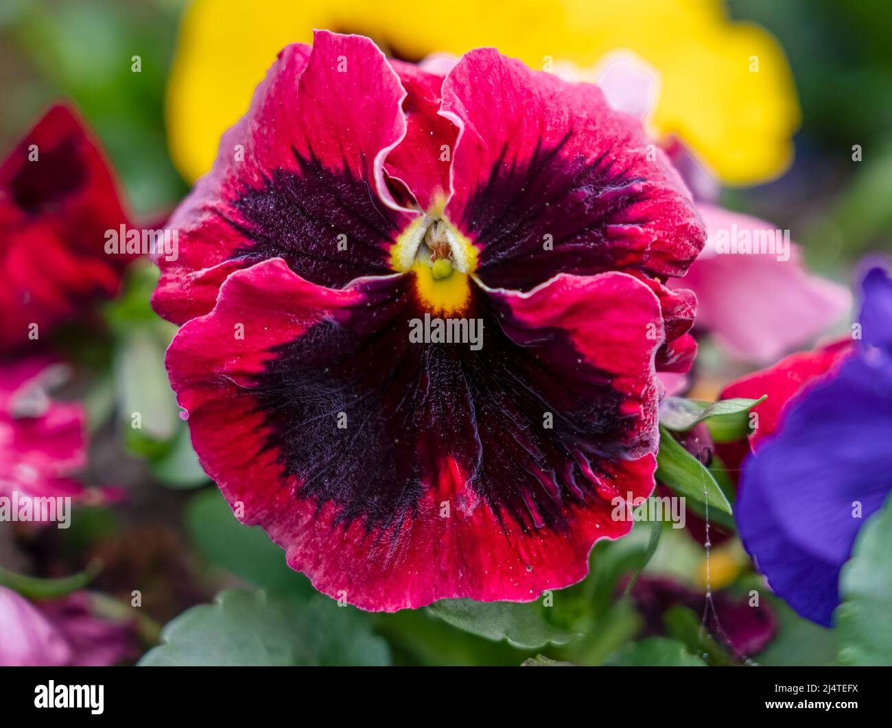 close up of a beautiful spring flowering pink red Pansies (Viola tricolor var. hortensis) Stock Photo