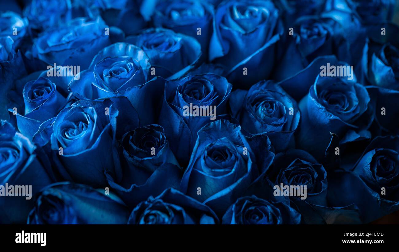 Bouquet Of Beautiful Blue Roses. Trend color classic blue. . Valentine's  Day. Selective Focus. Roses wallpaper Stock Photo - Alamy