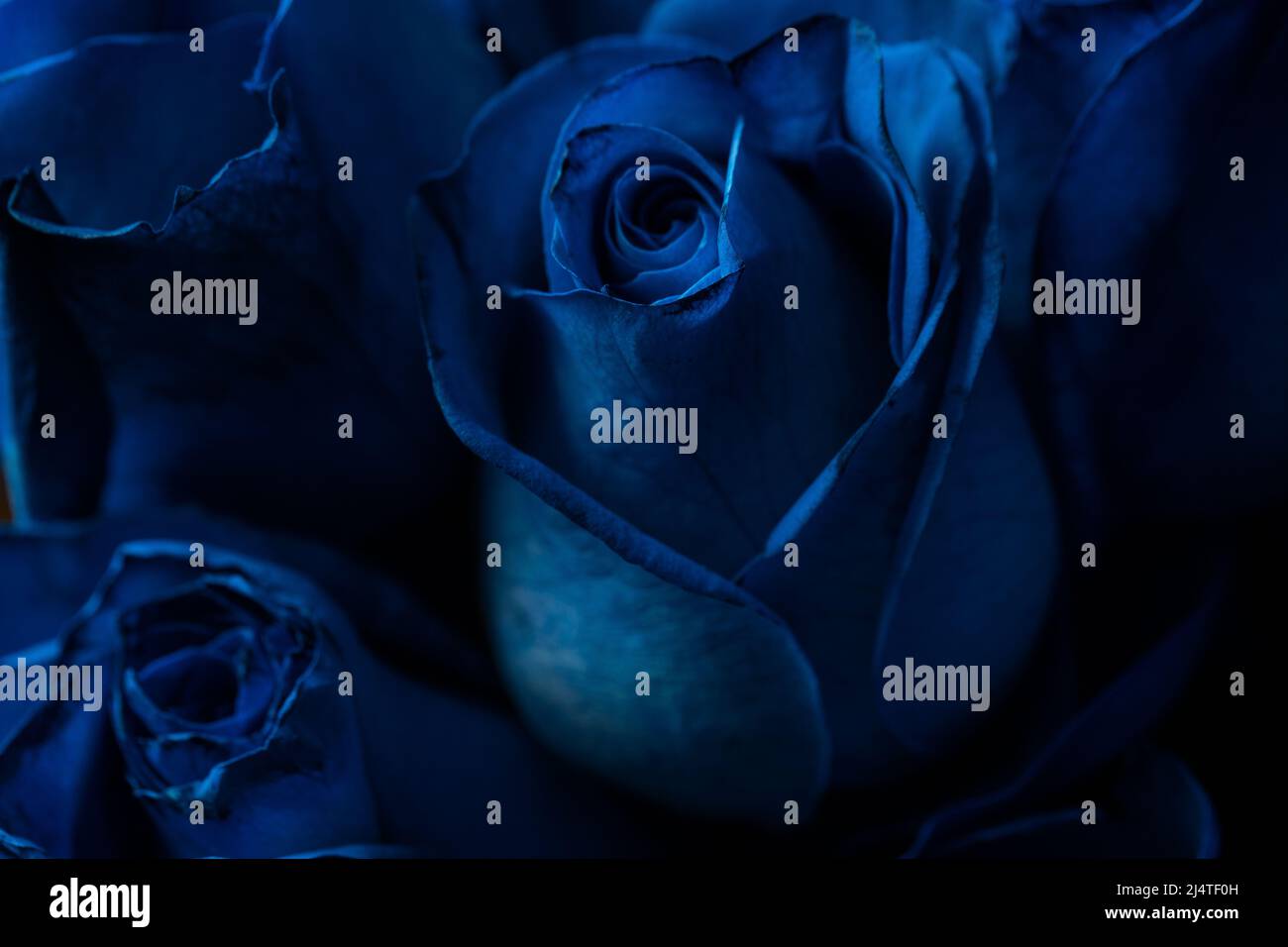 Bouquet Of Beautiful Blue Roses. Trend color classic blue. . Valentine ...
