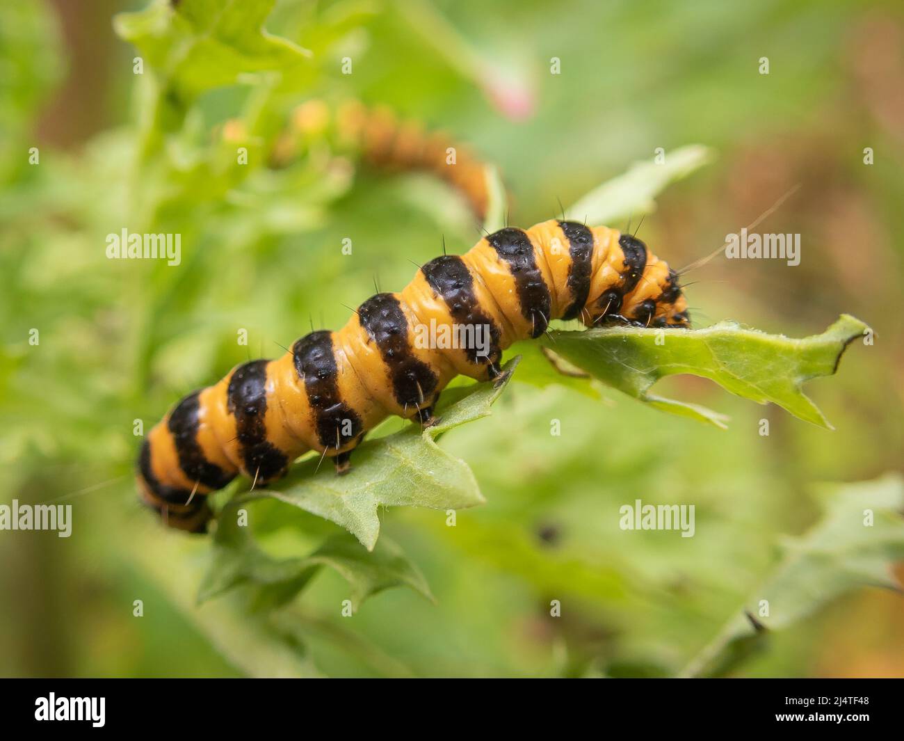 Cinnabar moth caterpillar eating a leaf Stock Photo Alamy