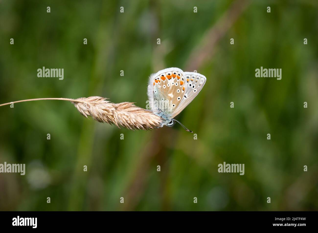 Common Blue butterfly female on a grass head Stock Photo