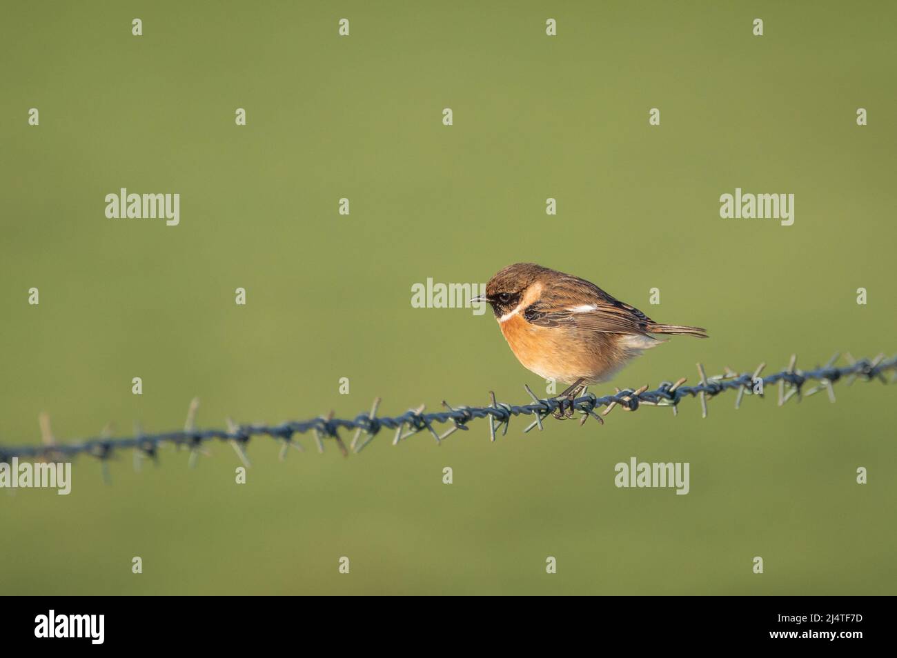 Stonechat on a strand of a barbed wire fence Stock Photo