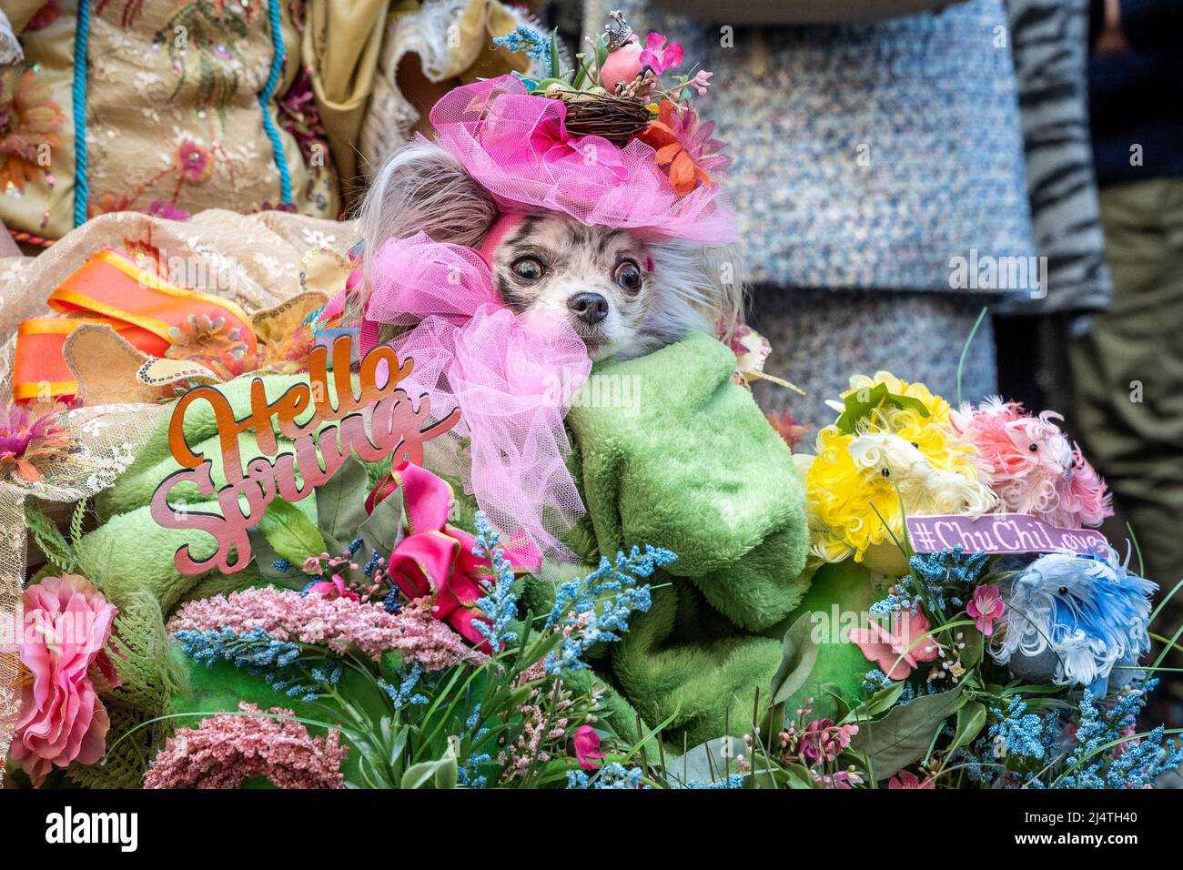 Dog easter bonnet hi res stock photography and images Alamy