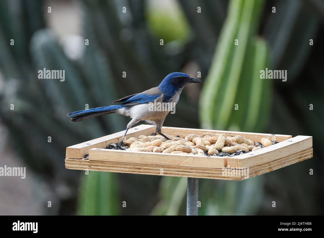 Scrub Jay eating peanuts at a backyard feeder in San Diego, California