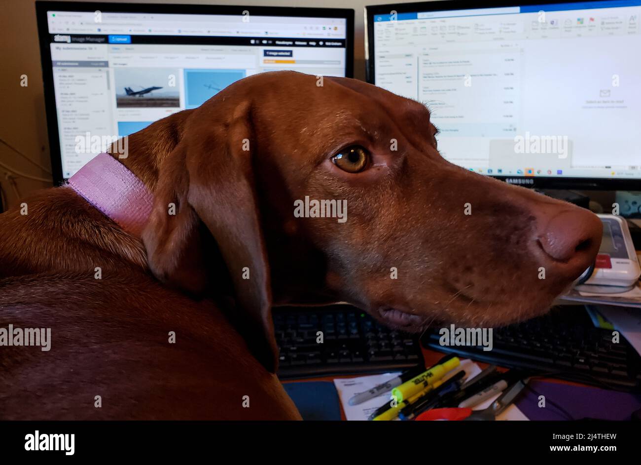 Elsa the Vizsla at the computer Stock Photo - Alamy
