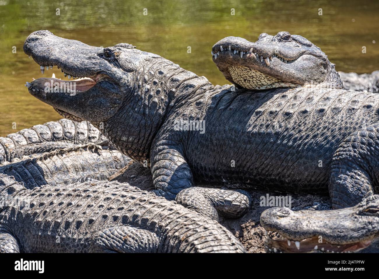 American alligators (Alligator mississippiensis) basking in the sun at St. Augustine Alligator Farm Zoological Park in St. Augustine, Florida. (USA) Stock Photo
