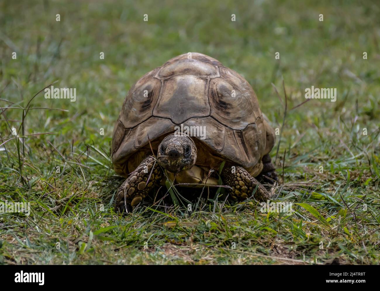 Leopard tortoise with hard shell in africa Stock Photo