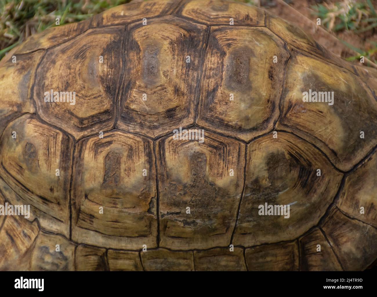 Leopard tortoise with hard shell in africa Stock Photo