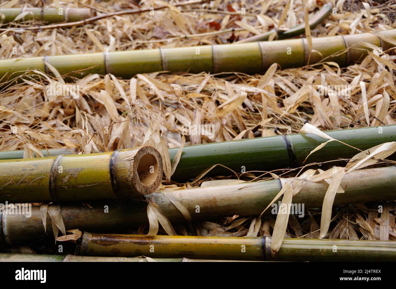 iida, nagano, japan, 2022/18/04 , photo of some bamboo trunks cut in