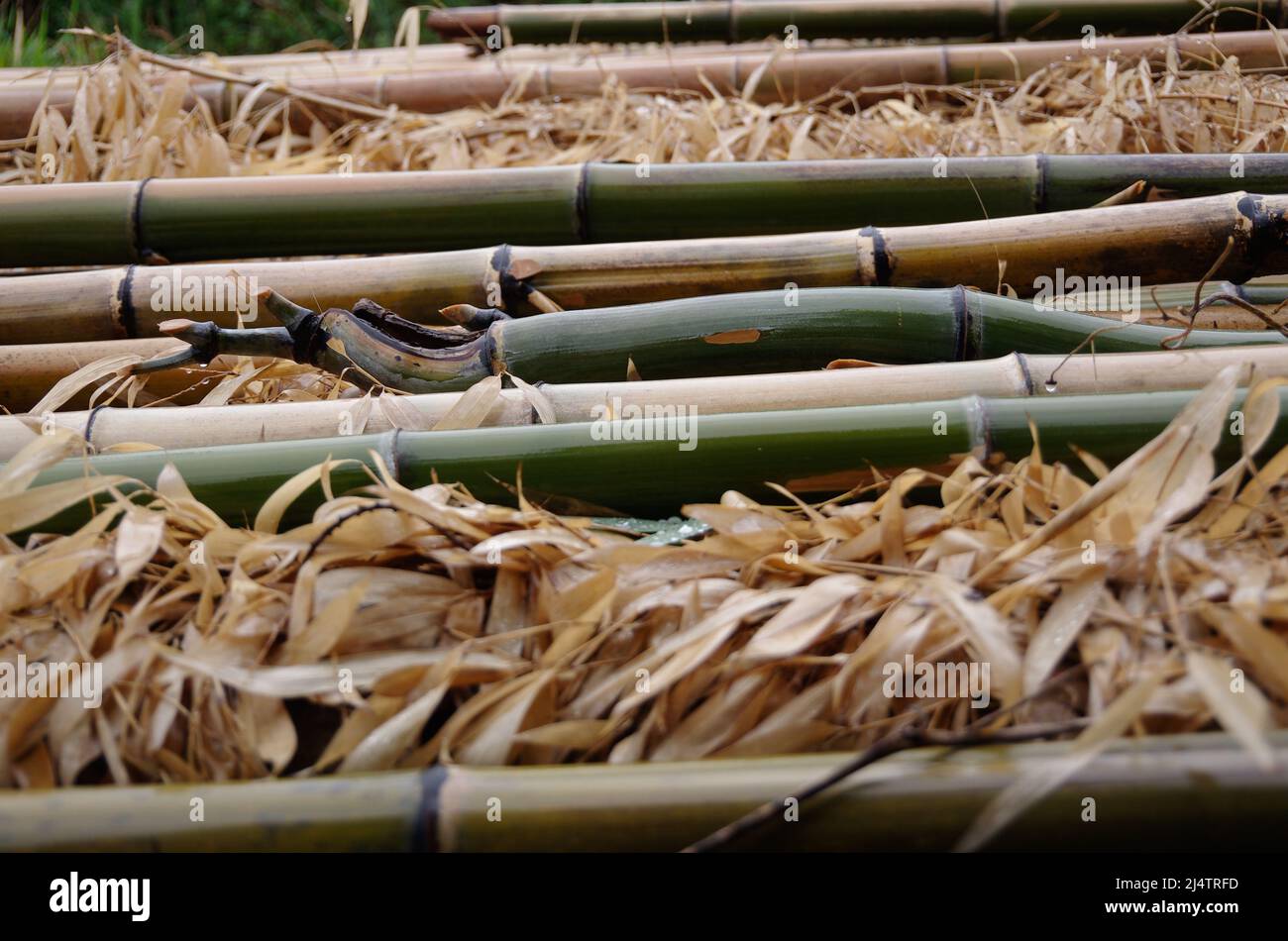 iida, nagano, japan, 2022/18/04 , photo of some bamboo trunks cut in the rain, and placed on top of a layer of yellowed leaves. Stock Photo