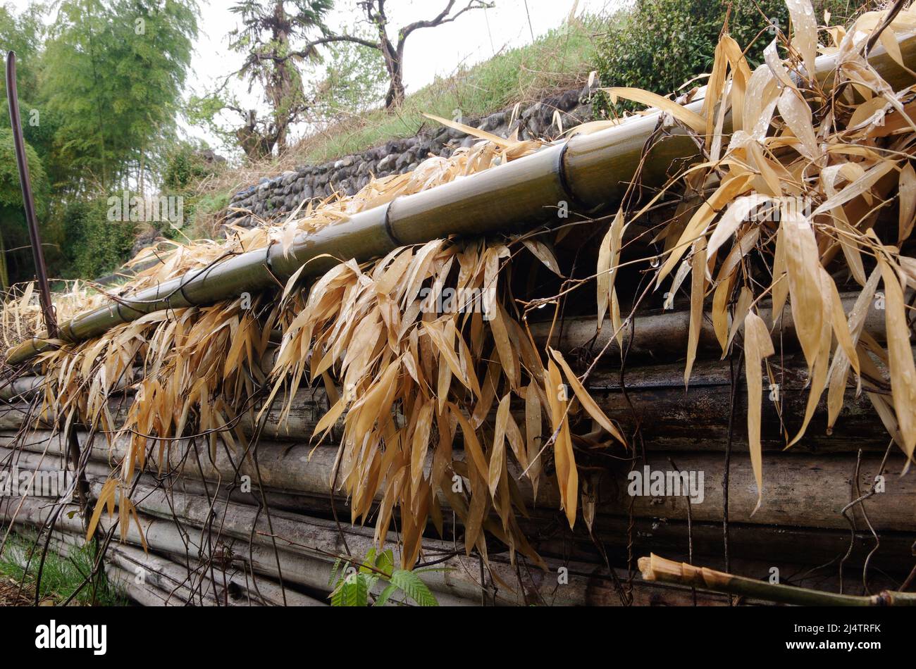 iida, nagano, japan, 2022/18/04 , photo of some bamboo trunks cut in