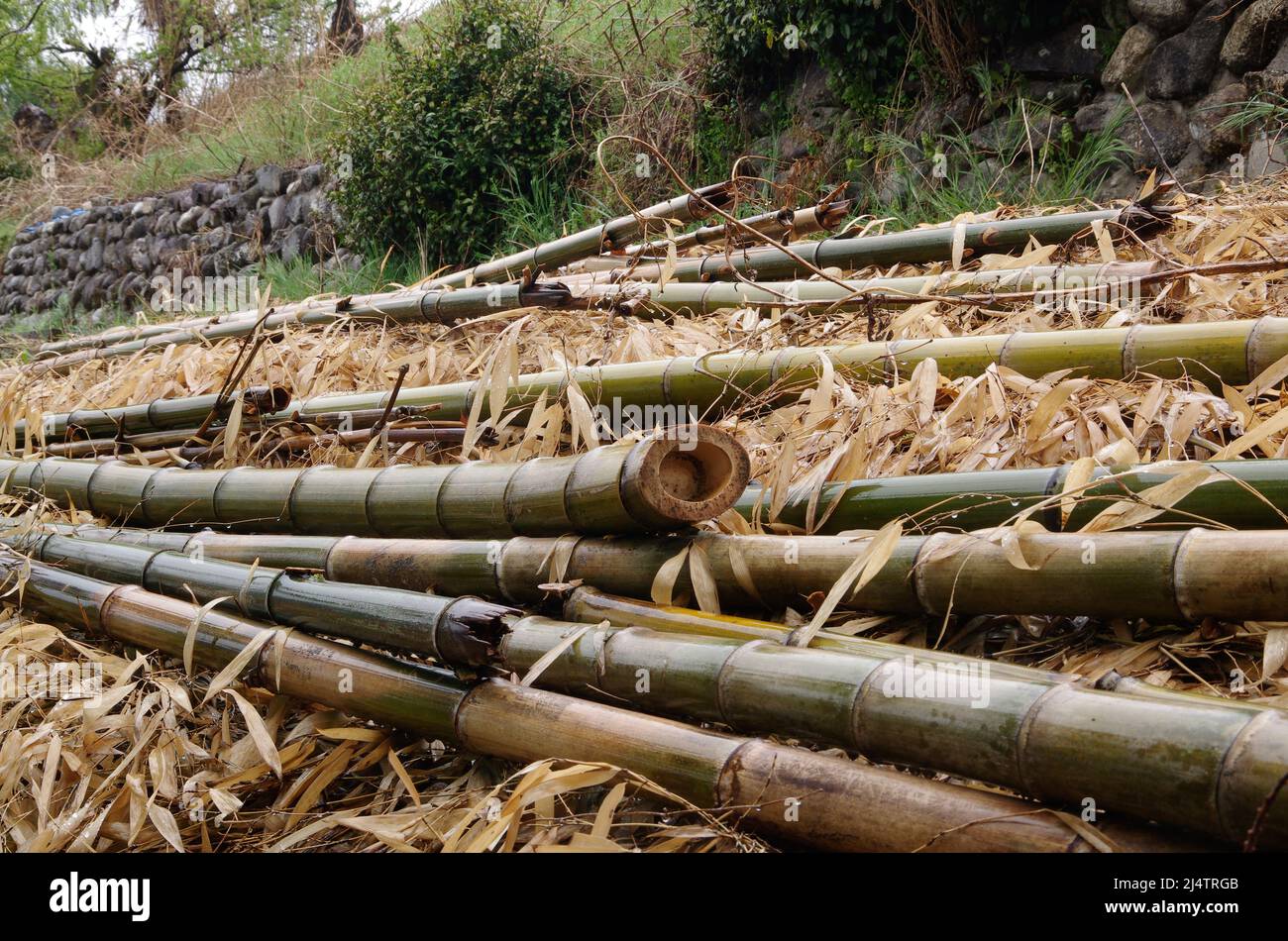 iida, nagano, japan, 2022/18/04 , photo of some bamboo trunks cut in