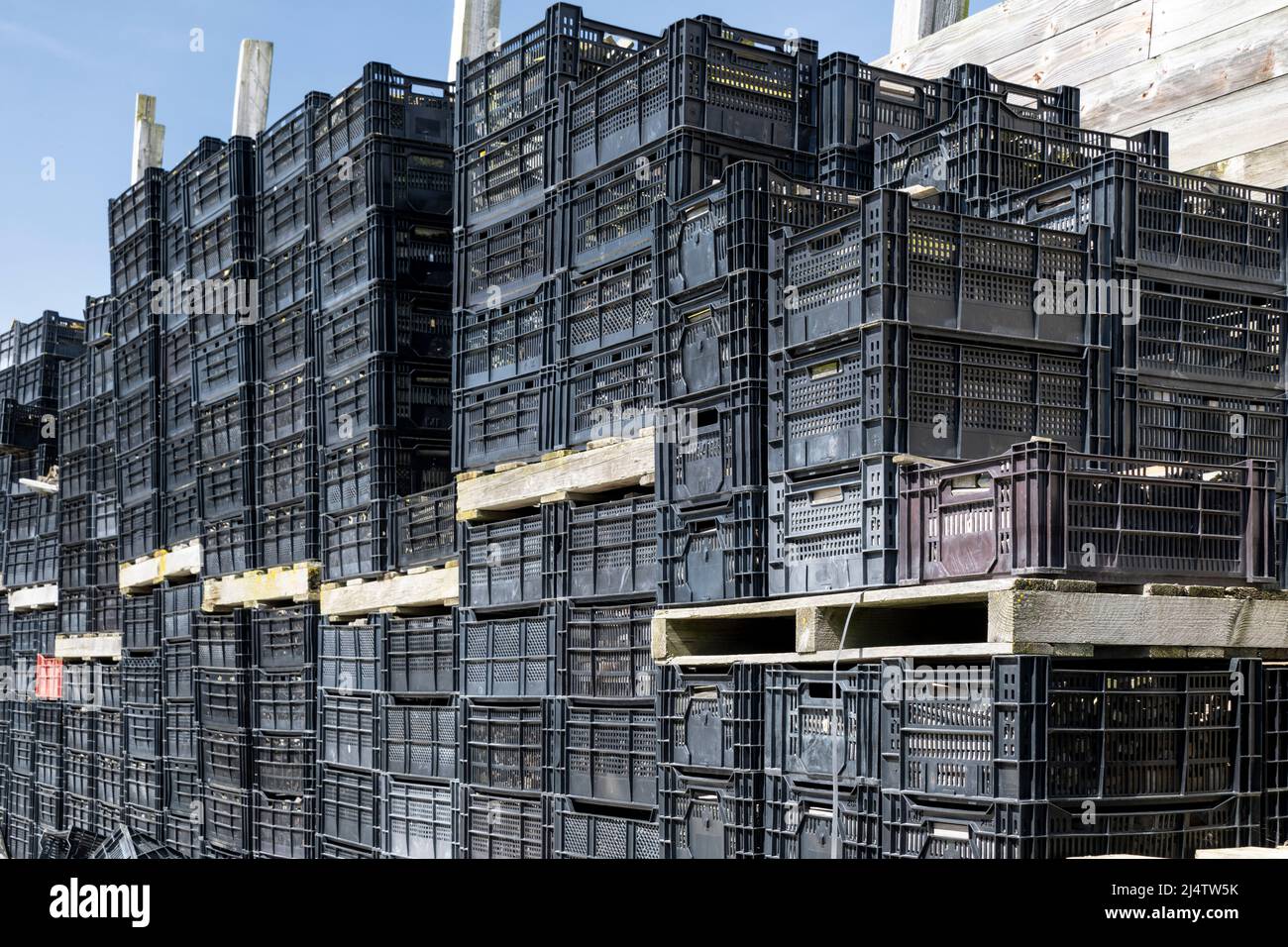 large stack of plastic crates or bins for collecting fresh produce from ...