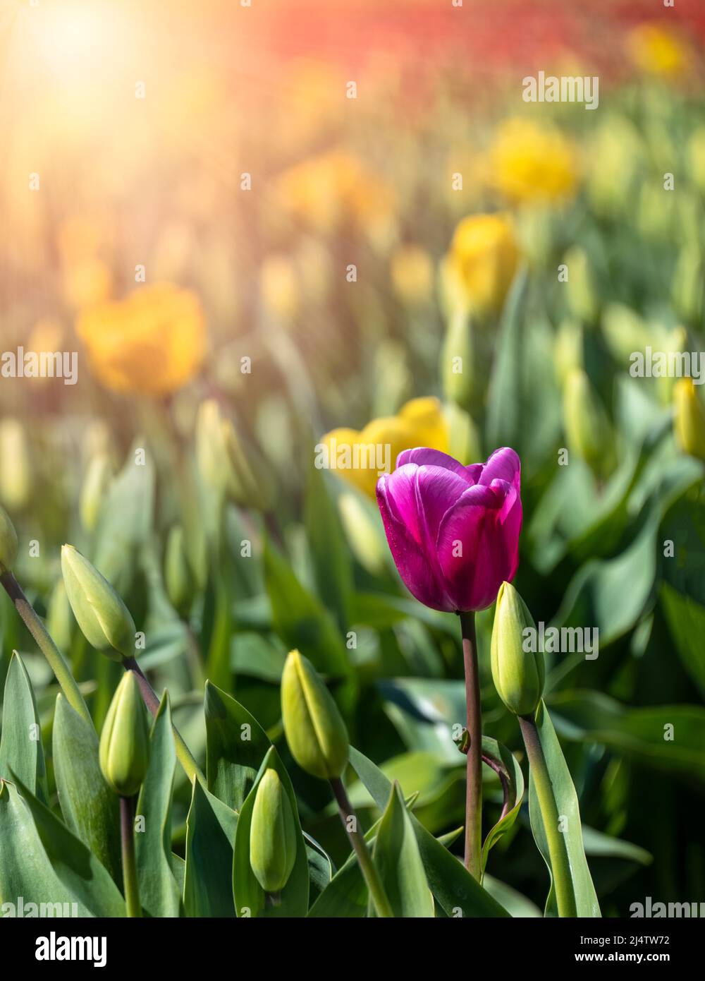 single purple tulip among yellow tulips with sunshine Stock Photo