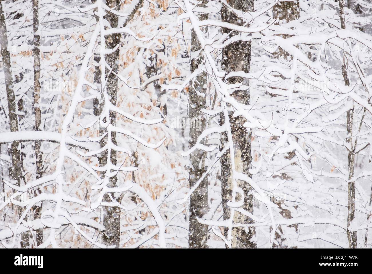 New-fallen snowy during a snowstorm in Vermont, New England, USA. Stock Photo