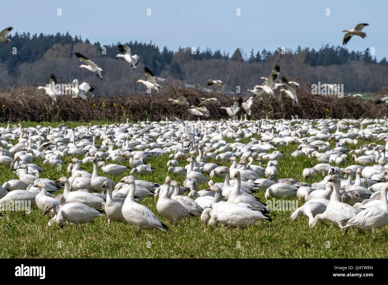 snow geese flock at their winter home in the Skagit River Delta in Western Washington State, USA Stock Photo