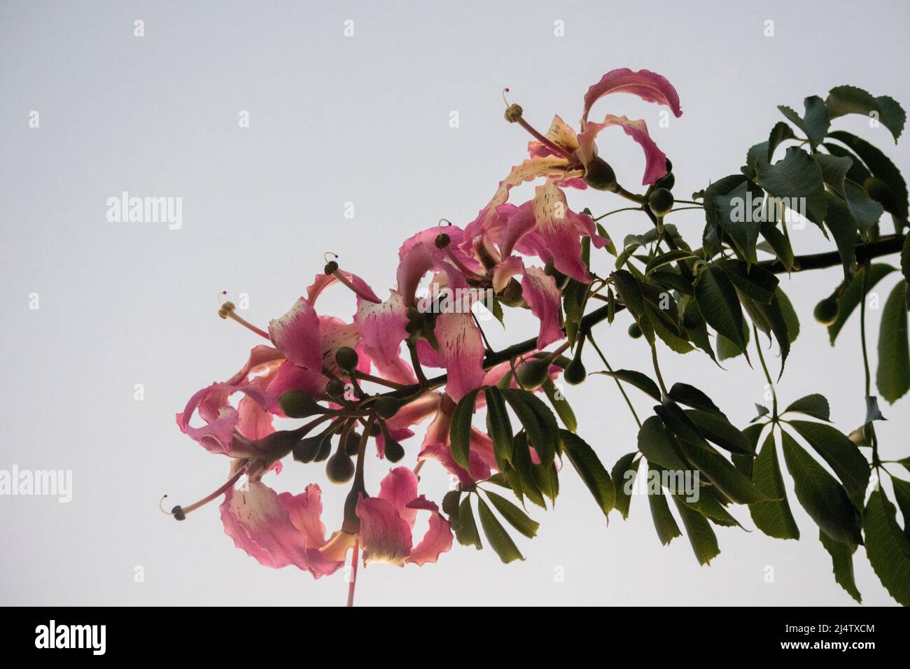 Pink flowers of a ceiba tree Stock Photo