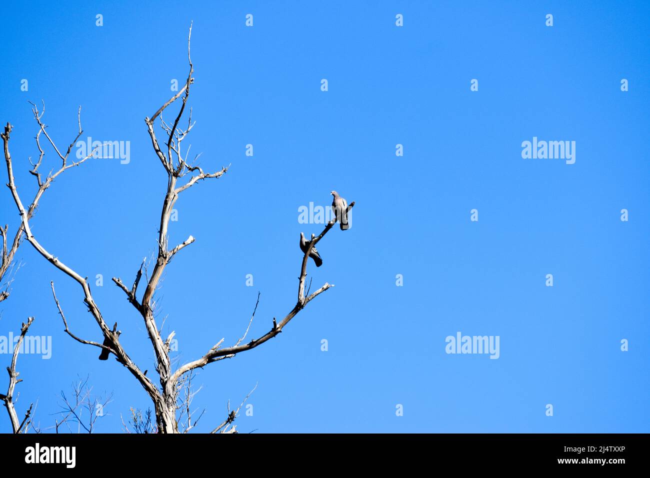 Birds perched on dry tree branches against blue sky Stock Photo
