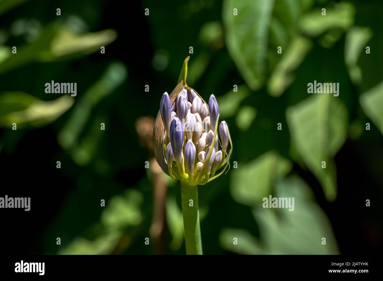 close-up of the bud of an agapanthus Stock Photo