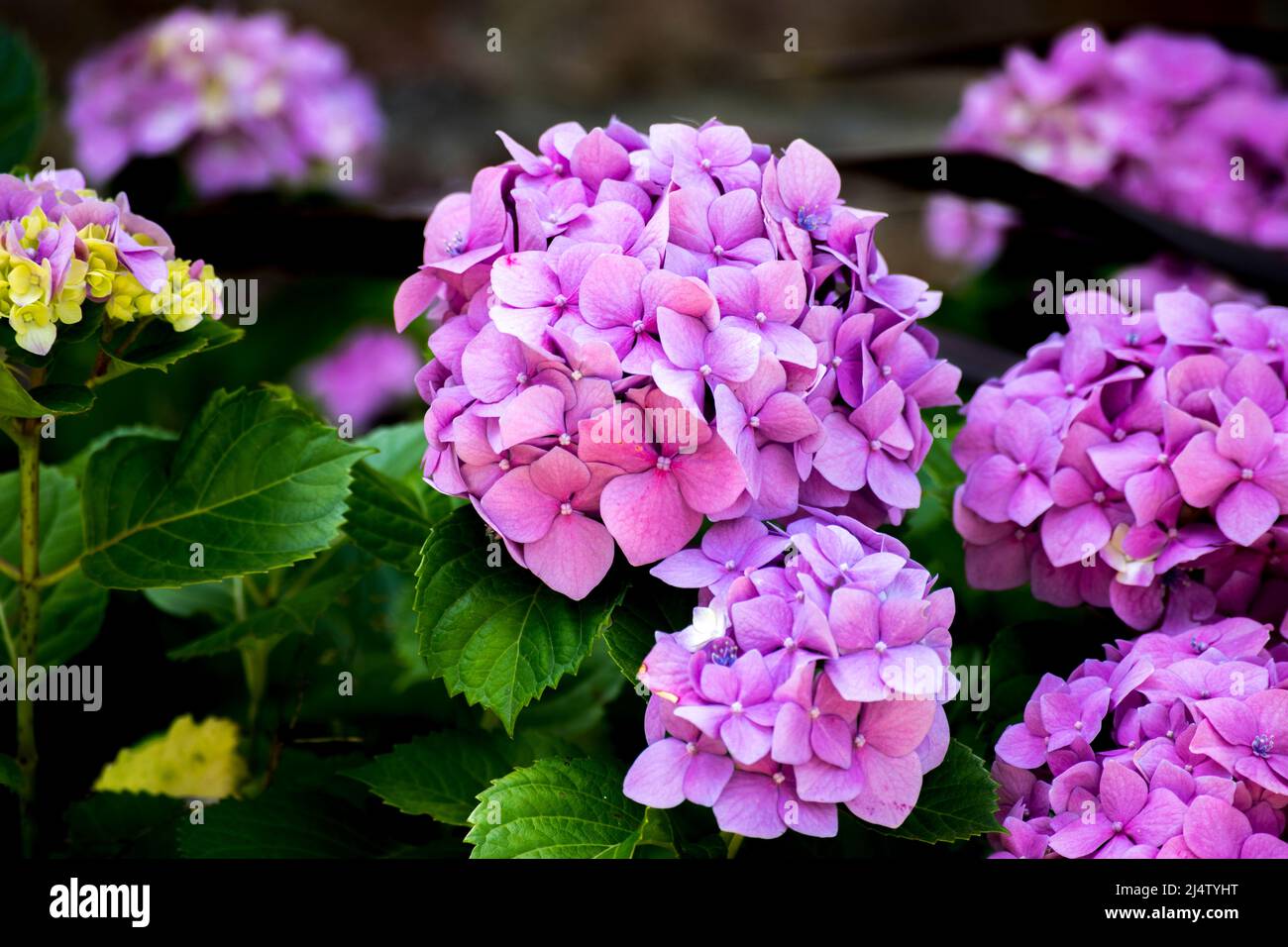 Pink flowers of a hydrangea Stock Photo