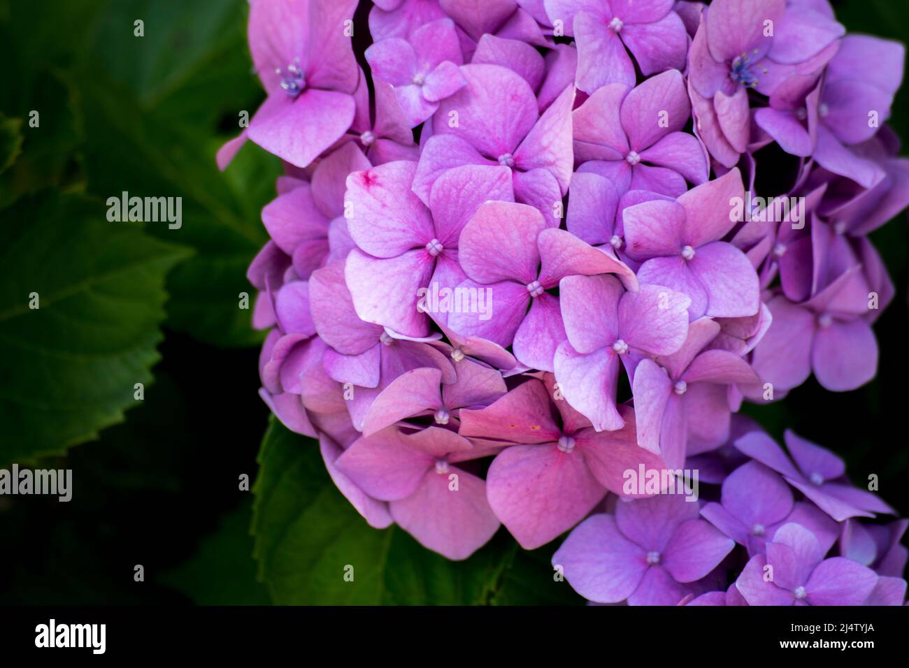 Pink flowers of a hydrangea Stock Photo