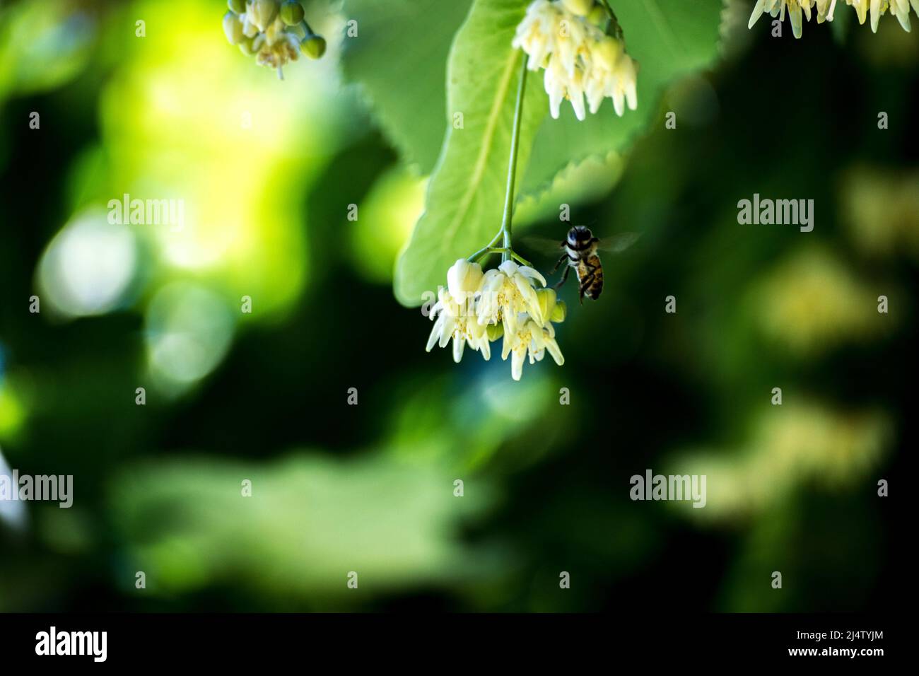 Small bee on a linden tree Stock Photo Alamy