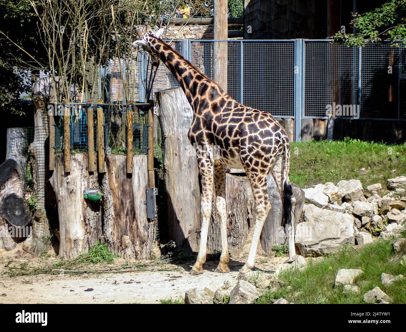 Giraffe eat tree leaves at the Zoo Stock Photo