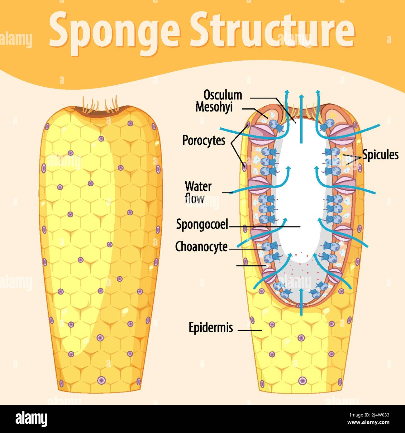 Diagram showing structure of sponge illustration Stock Vector Image ...