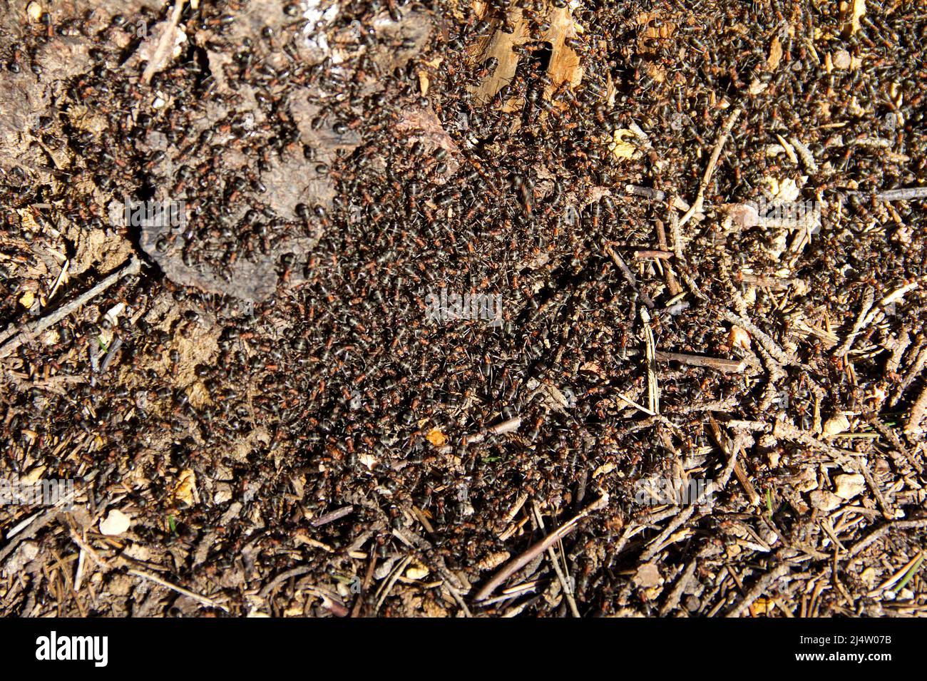 Army ants on ground in hi-res stock photography and images - Alamy