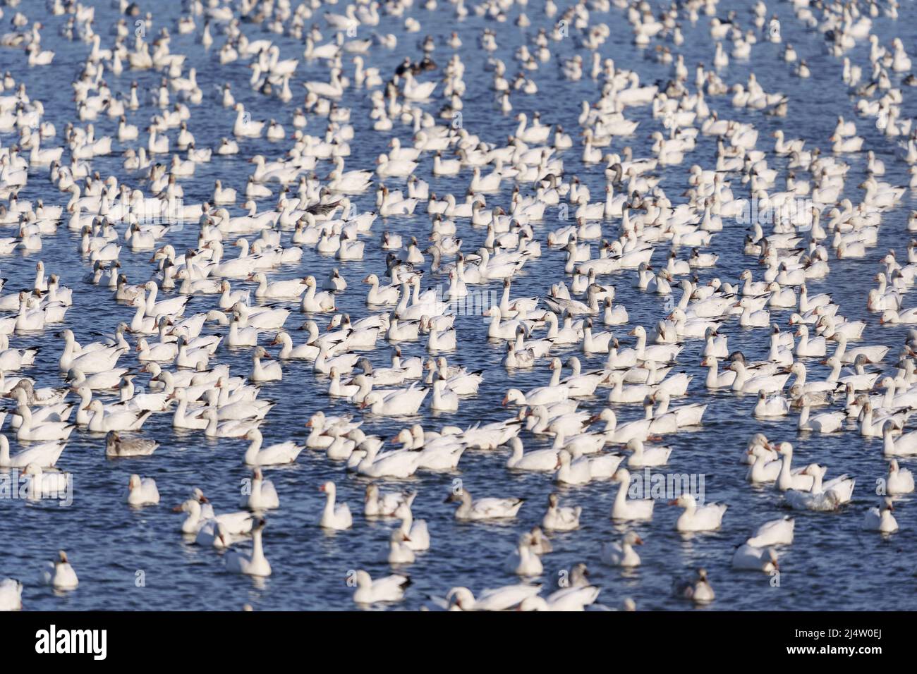 Snow Geese Migration Stock Photo Alamy