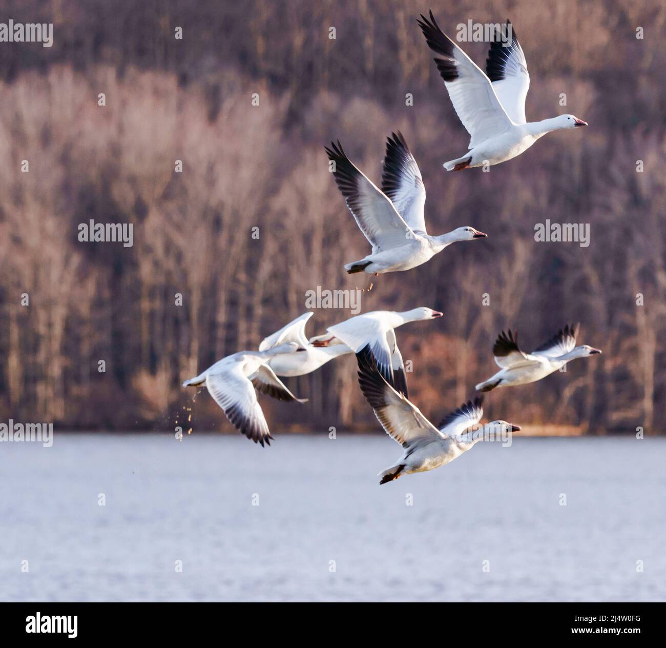 Snow Geese Migration Stock Photo Alamy