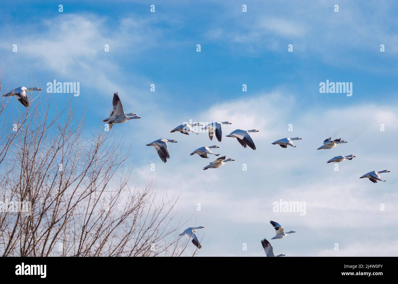 Snow Geese Migration Stock Photo Alamy