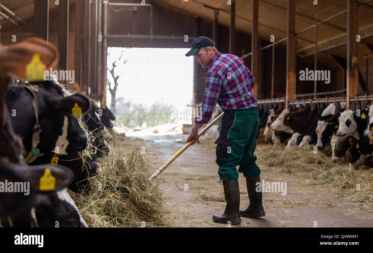 Toppenstedt, Germany. 29th Mar, 2022. Sven Ole Johansson, farmer, feeds his cows with hay. Many people are familiar with hay milk and cheese from the Allgäu region. A young couple from Lower Saxony is now making inroads into this market niche in the north. (to dpa: 'Almost like in the Allgäu: Farmers from the north produce hay milk') Credit: Philipp Schulze/dpa/Alamy Live News Stock Photo