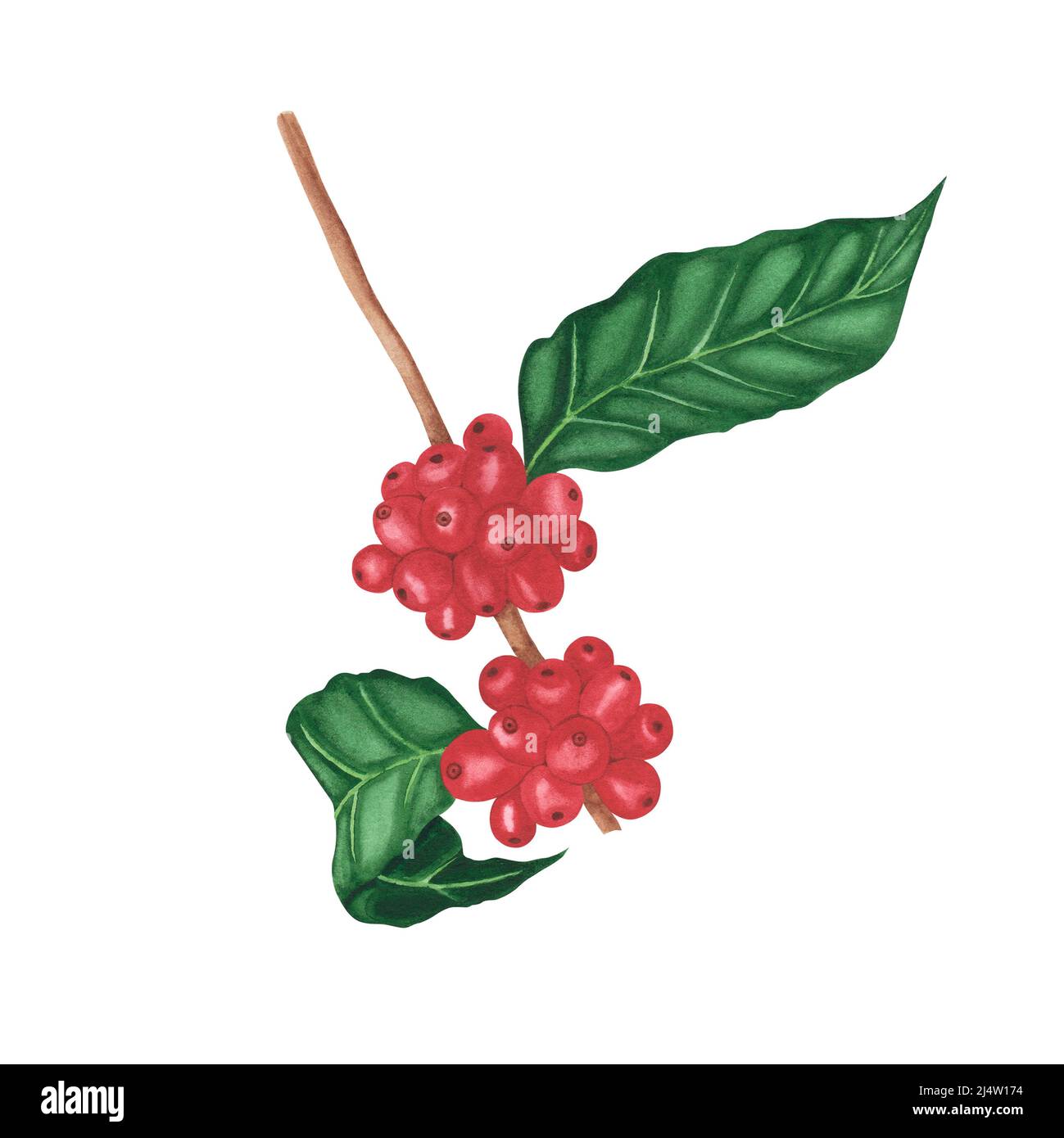 Red coffee arabica beans on branch isolated on white background ...