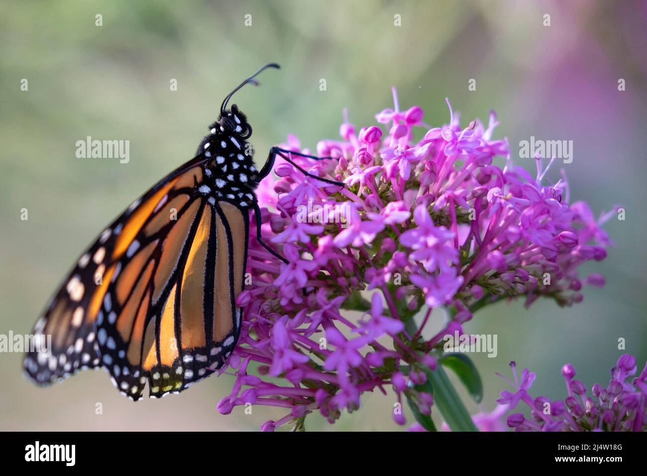 Monarch Butterflies in California Stock Photo Alamy