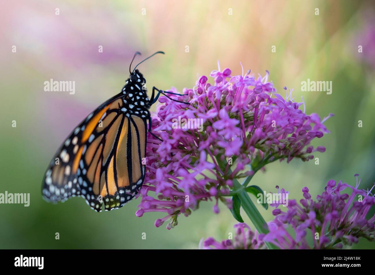 Monarch Butterflies in California Stock Photo Alamy