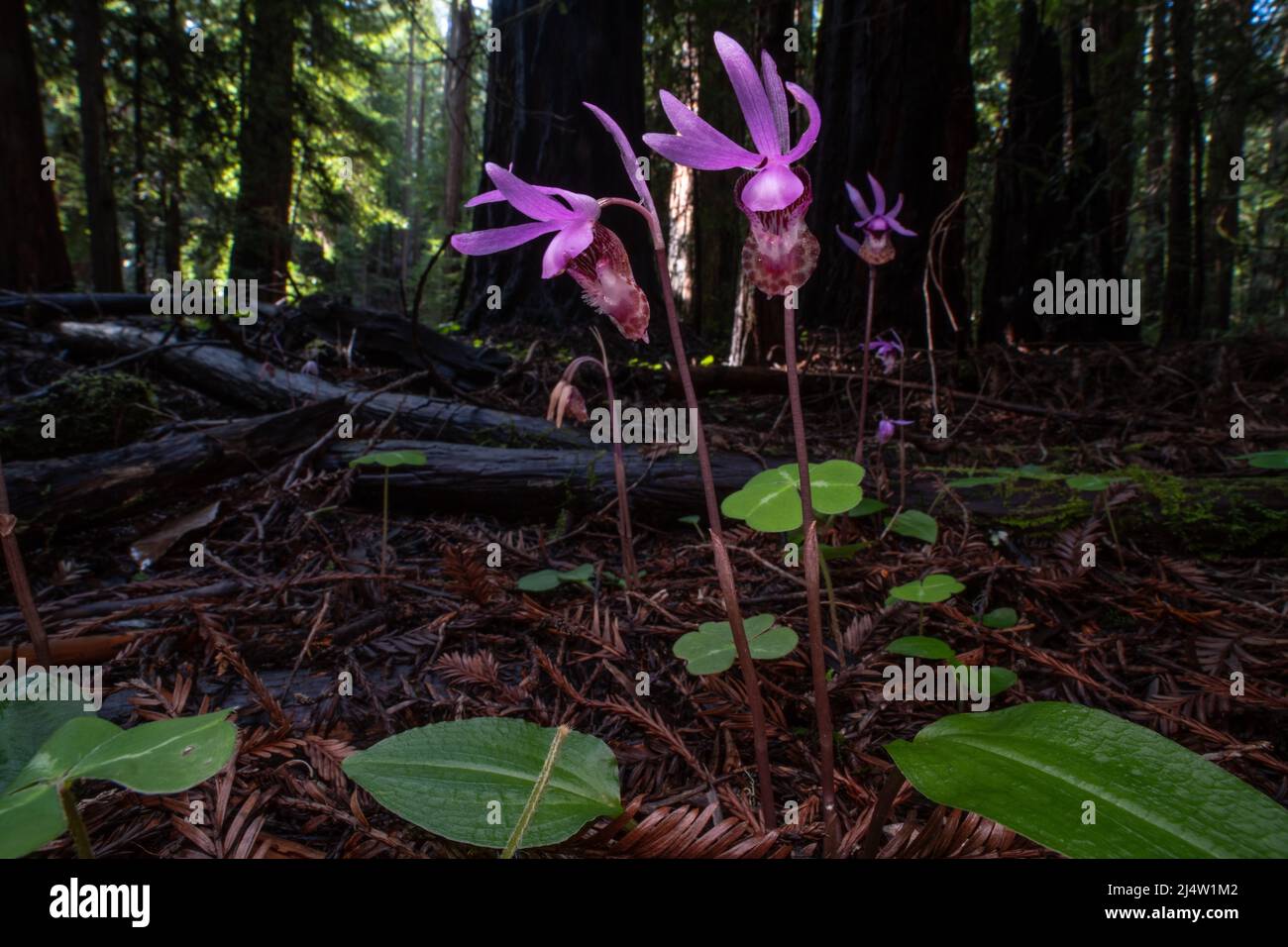 The fairy slipper orchid (Calypso bulbosa) blooming and flowering on the redwood forest floor in Northern California, USA, North America. Stock Photo