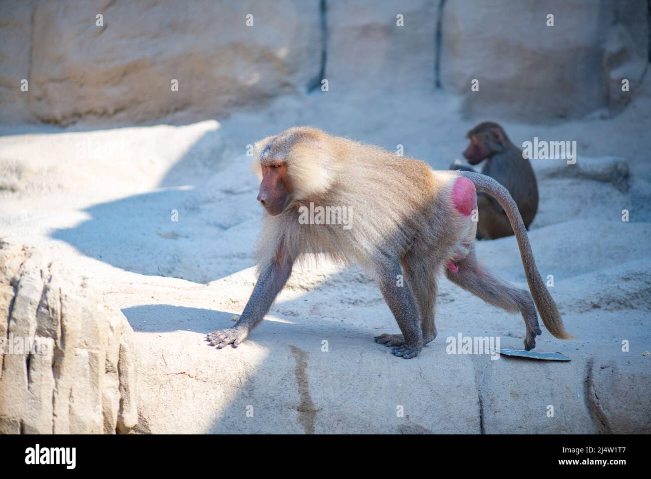 a huge primate walks around the zoo Stock Photo