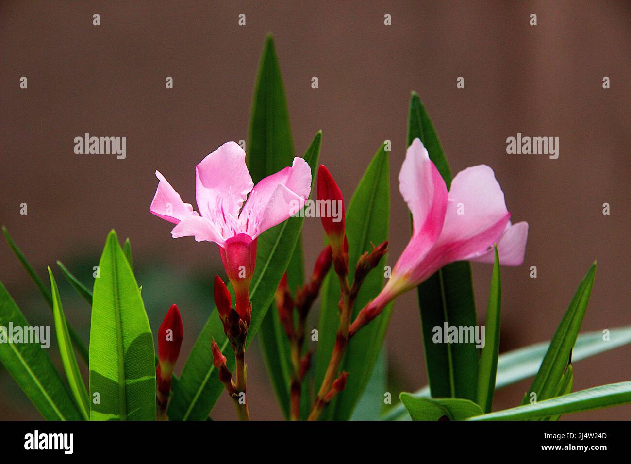 Close-up of flowers, buds and leaves of Nariumo oleander flower plant Stock Photo