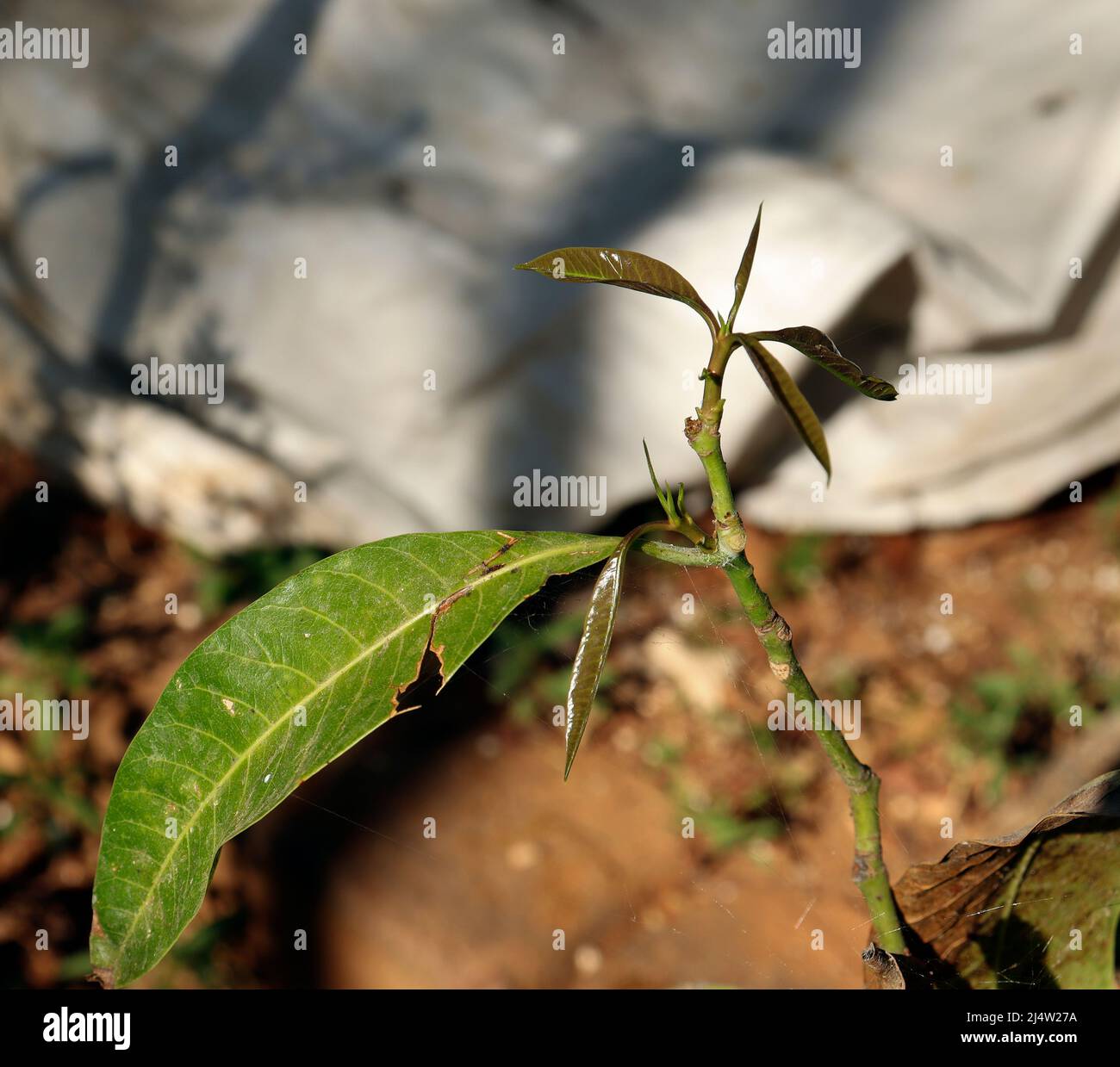 mango Spruce leaf. with blur background Stock Photo