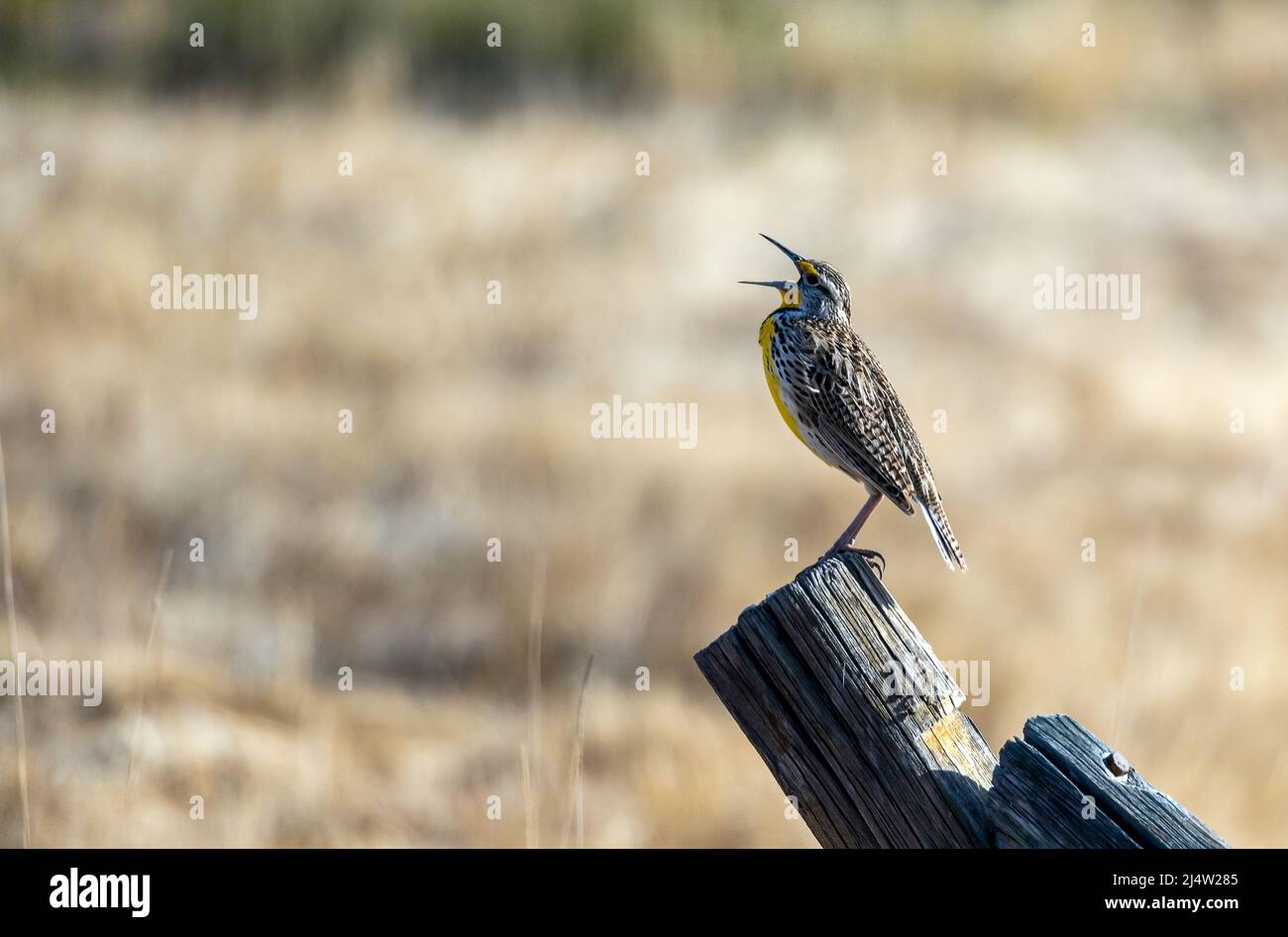 Western Meadowlark in Monte Vista National Wildlife Refuge, Southern