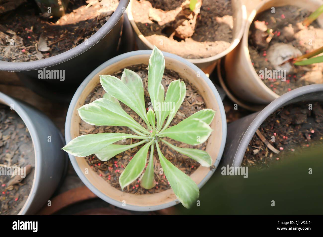 Monadenium, Euphorbia ritchiei or EUPHORBIACEAE plant or the Monadenium Stock Photo
