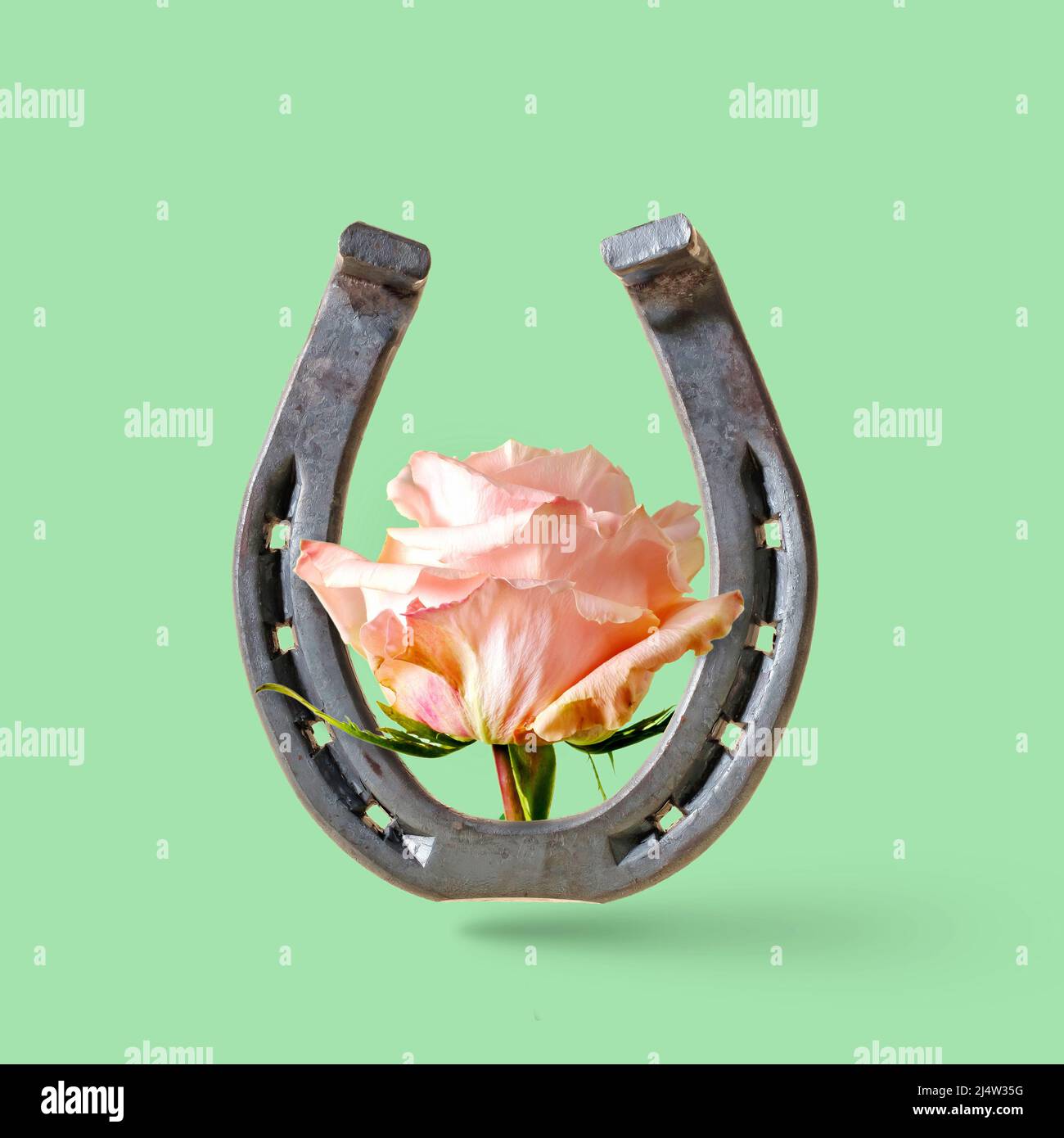 Rose flower and horseshoe on a green background. Minimal concept of wild west and rural usa rodeo or good luck. Stock Photo
